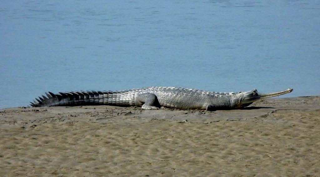 Chitwan Safari Camp & Lodge Саураха Екстер'єр фото