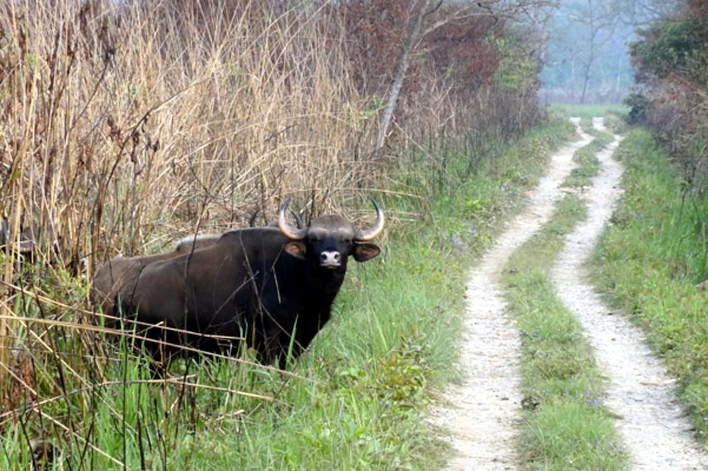 Chitwan Safari Camp & Lodge Саураха Екстер'єр фото