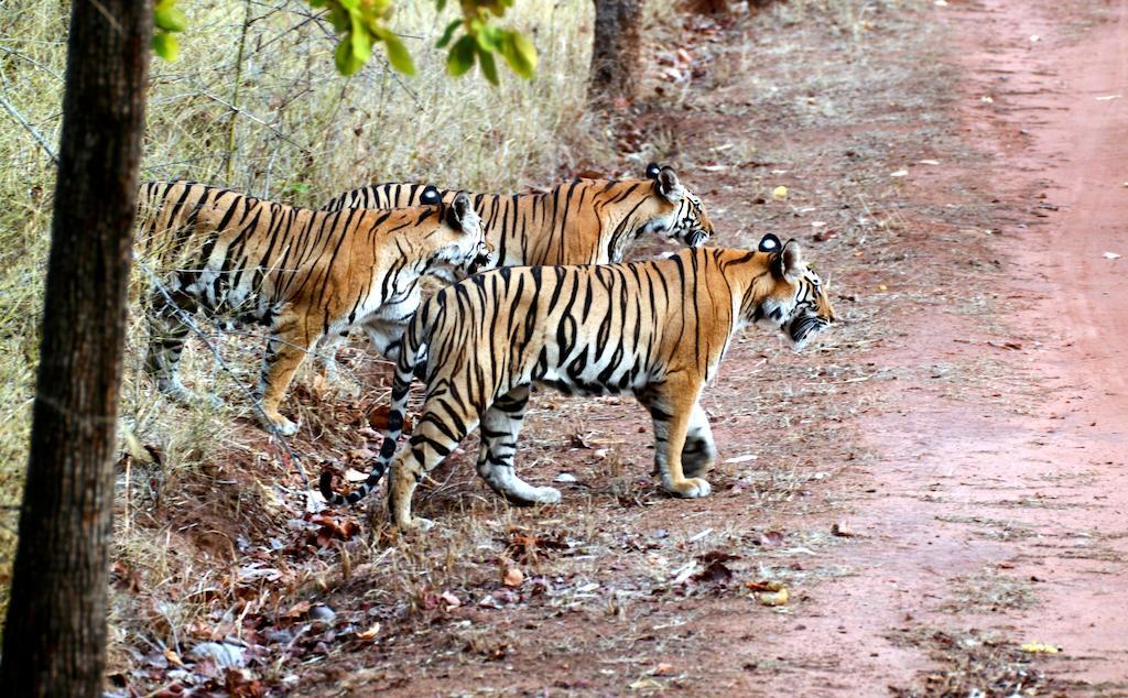 Chitwan Safari Camp & Lodge Саураха Екстер'єр фото