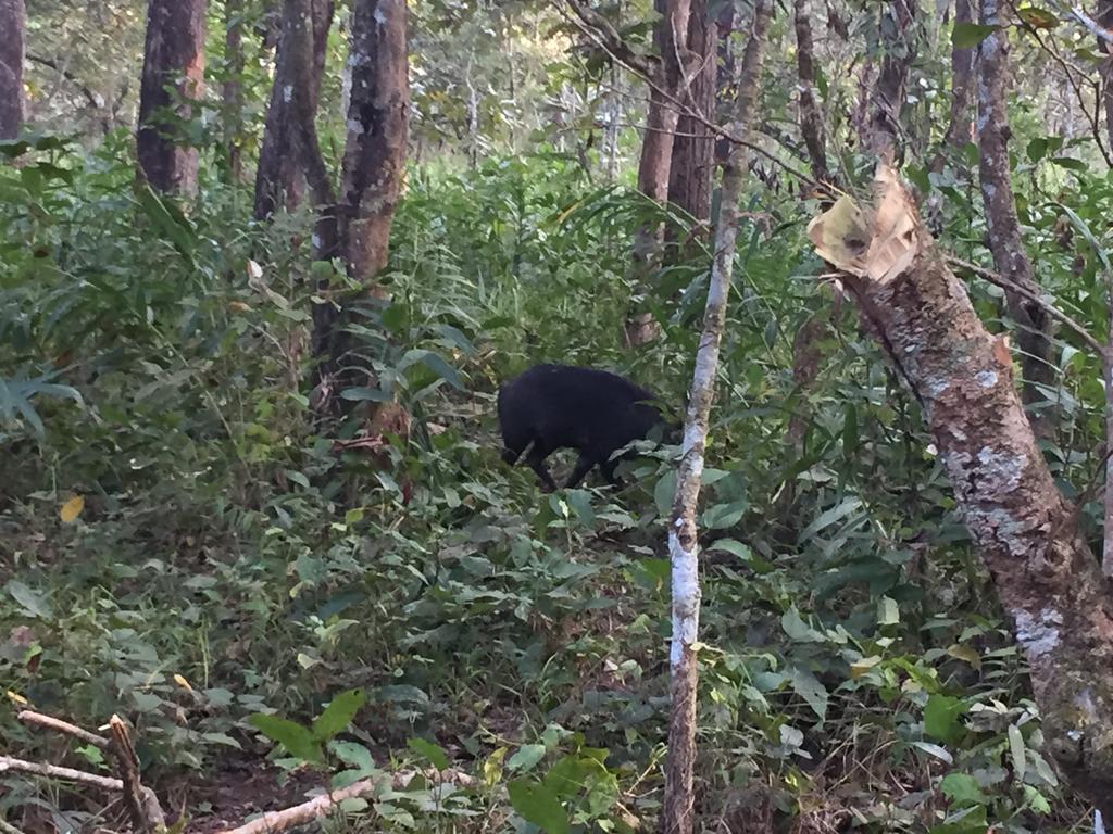 Chitwan Safari Camp & Lodge Саураха Екстер'єр фото