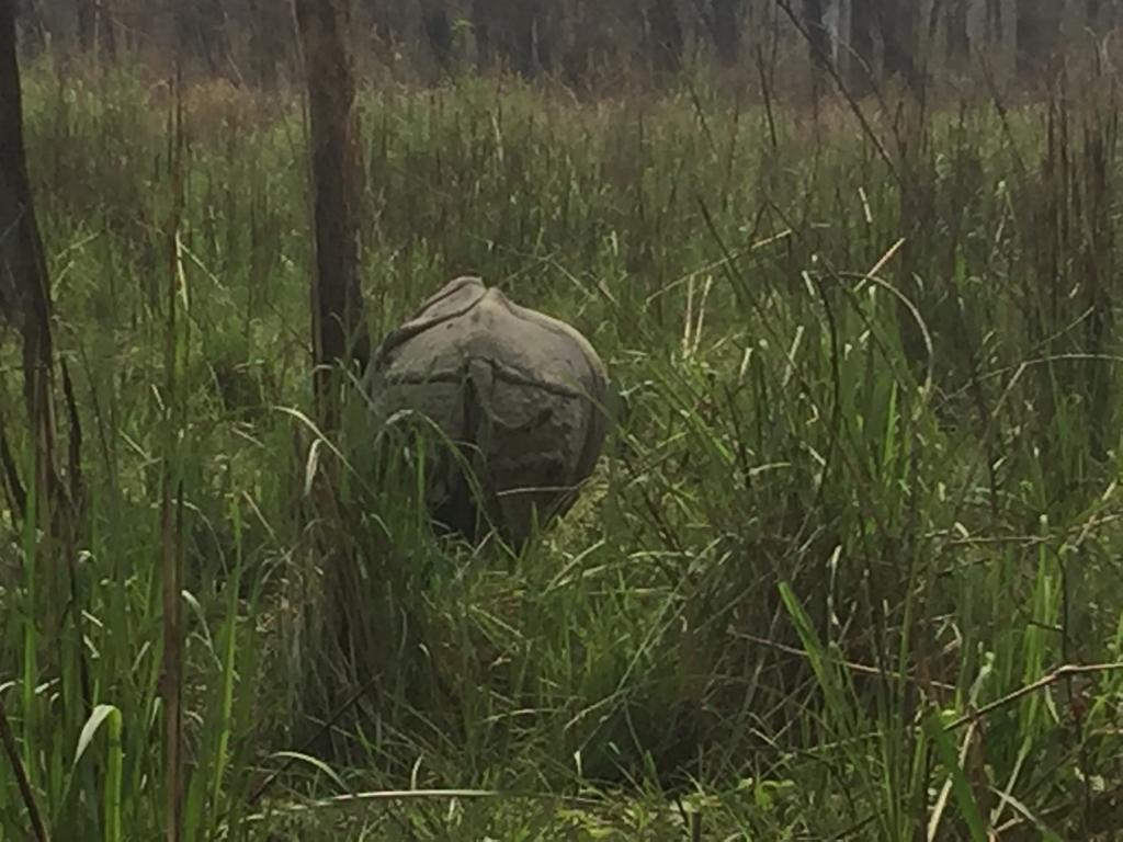 Chitwan Safari Camp & Lodge Саураха Екстер'єр фото