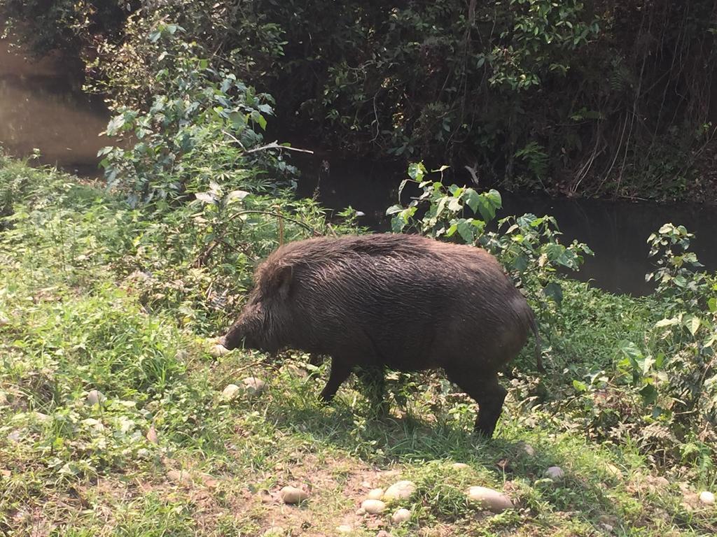 Chitwan Safari Camp & Lodge Саураха Екстер'єр фото