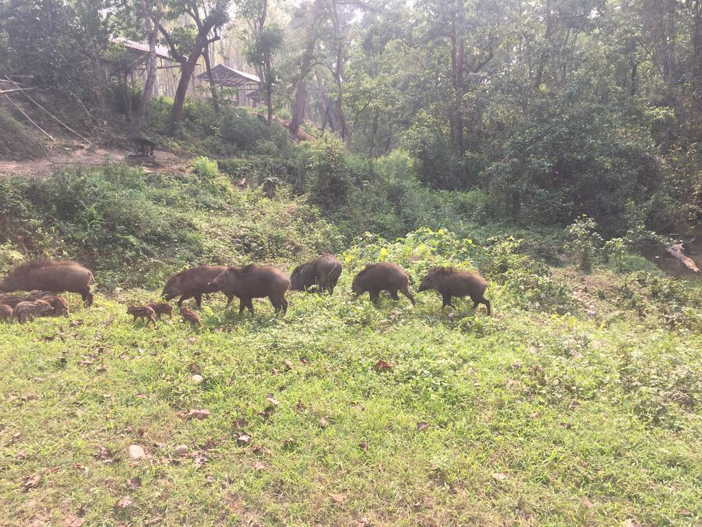 Chitwan Safari Camp & Lodge Саураха Екстер'єр фото