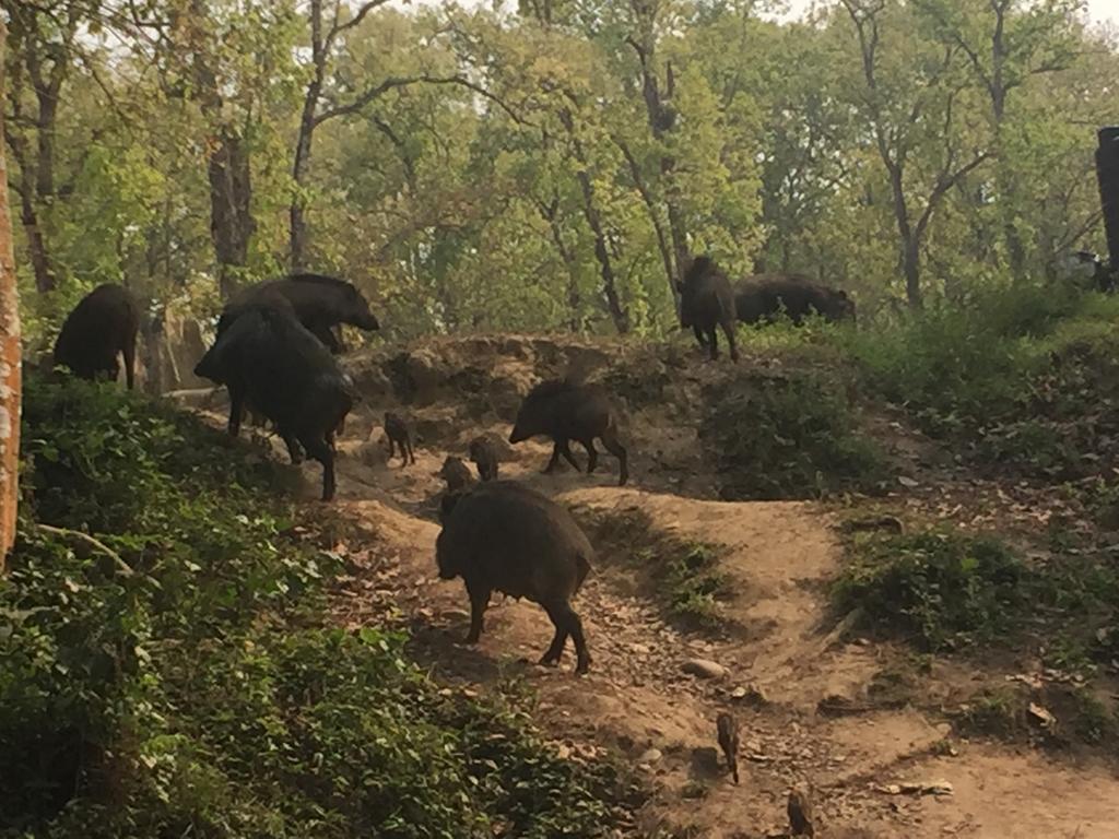 Chitwan Safari Camp & Lodge Саураха Екстер'єр фото