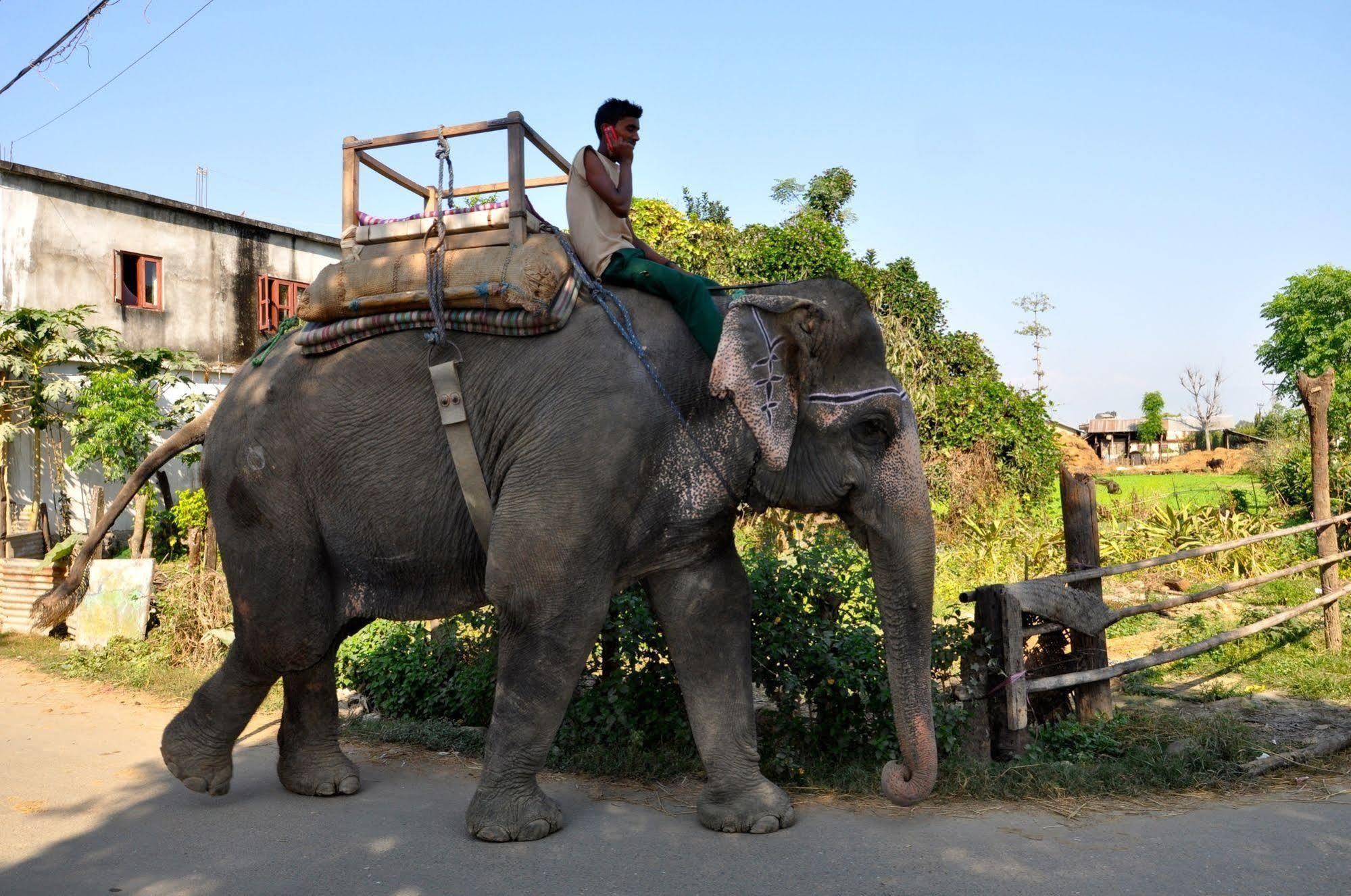 Chitwan Safari Camp & Lodge Саураха Екстер'єр фото